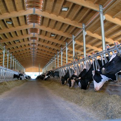 L’allarme degli allevatori: «Il tema non è più il “prezzo” ma se il consumatore troverà latte o carne da acquistare»