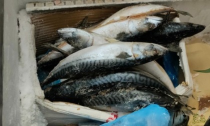 Alimenti mal conservati: sequestrati 280 chili di carne e pesce in minimarket