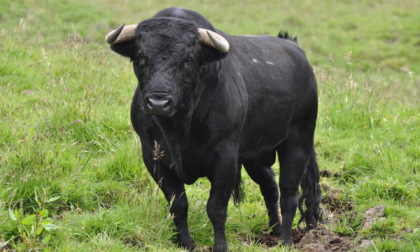 Toro scappa da rifugio per animali: "potenzialmente pericoloso", chiuso il Parco della Dora