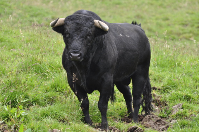 Toro scappa da rifugio per animali: “potenzialmente pericoloso”, chiuso il Parco della Dora