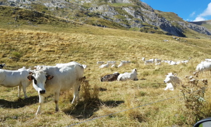 Siccità, Coldiretti: Alpeggi, nelle valli torinesi iniziano a scarseggiare erba e acqua