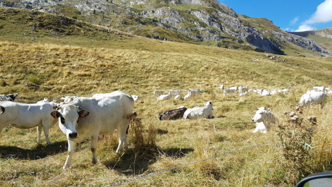 Siccità, Coldiretti: Alpeggi, nelle valli torinesi iniziano a scarseggiare erba e acqua