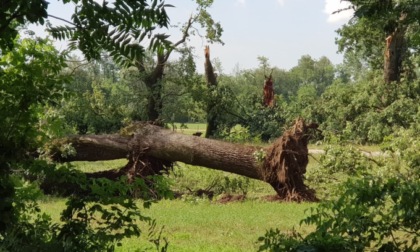 Forestali al Parco della Mandria per liberare i percorsi dagli alberi abbattuti