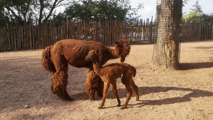 Fiocco rosa al bioparco, è nata una femmina di alpaca