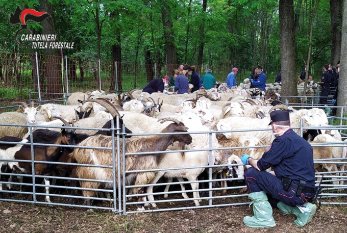 Ovini ceduti provvisoriamente per incassare i fondi dell’Unione Europea: allevatori denunciati