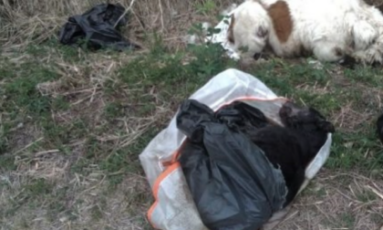 Giardino degli orrori: trovate 46 carcasse di cani uccisi