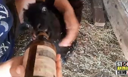 Cani incustoditi attaccano gregge di pecore a Front | VIDEO