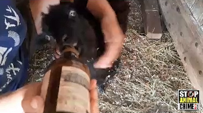 Cani incustoditi attaccano gregge di pecore a Front | VIDEO