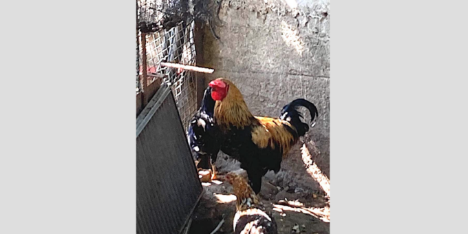 Il gallo «Gennaro» costretto a migrare a Malanghero