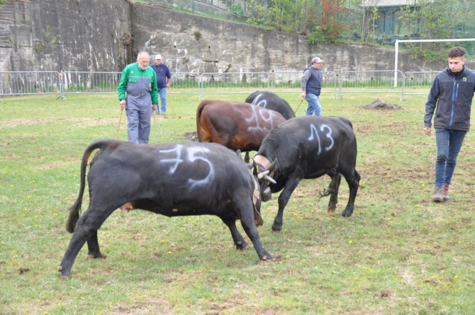 Al via la 2° esposizione e confronto delle Regine delle Valli di Lanzo
