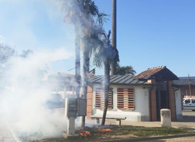 A Leini ragazzini incendiano le palme, una bravata che poteva finire peggio