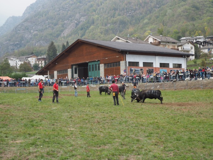 Valli di Lanzo: “Per chi suona la campana”, allevatori premiati