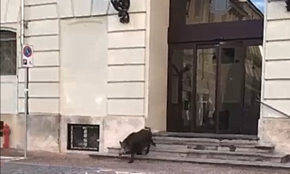 Il video del cinghiale che esce dal Comune a Ivrea