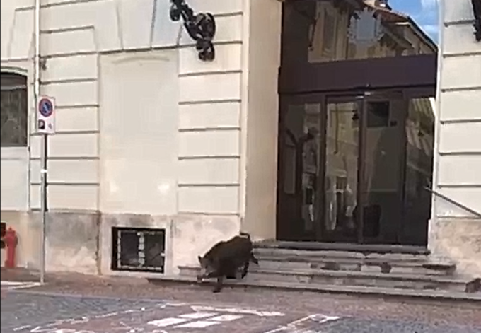 Il video del cinghiale che esce dal Comune a Ivrea