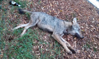 Vauda: lupo investito e ucciso da un'auto