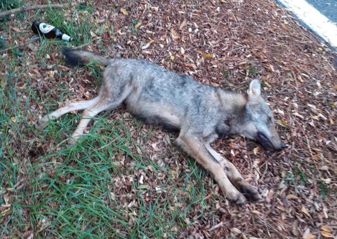 Vauda: lupo investito e ucciso da un’auto