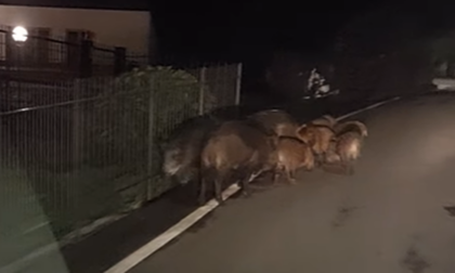 Famiglia di cinghiali a spasso in zona Montenavale | VIDEO