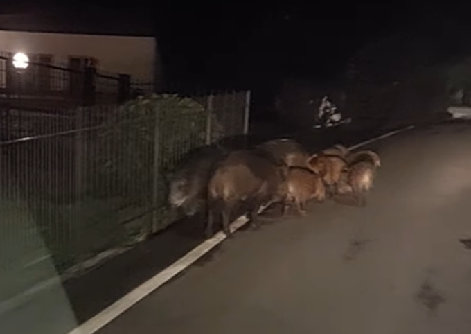 Famiglia di cinghiali a spasso in zona Montenavale | VIDEO