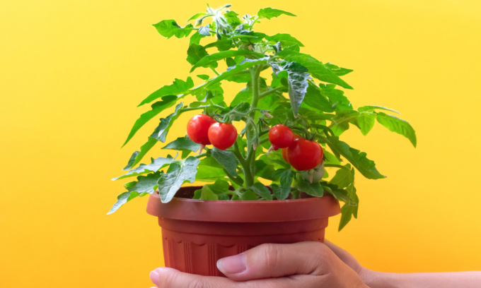 In edicola con Il Canavese e il Giornale di Ivrea i pomodori ciliegino