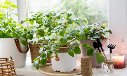 Fragole di bosco: piccoli frutti dolci e delicati