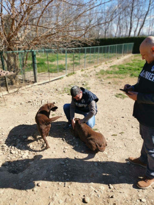 Allevatori di cani