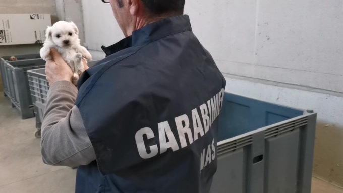 Allevatori di cani