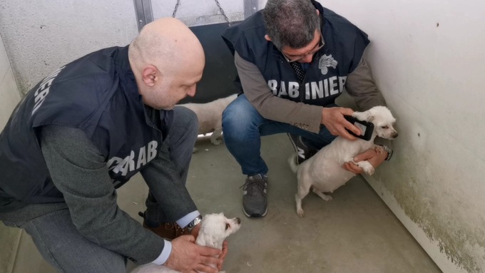 Allevatori di cani e veterinario denunciati