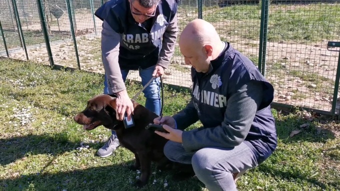 Allevatori di cani