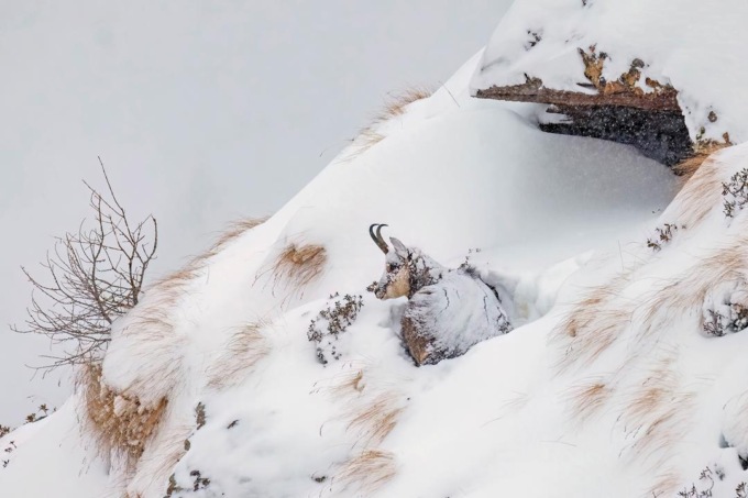 Fotografare il Parco Gran Paradiso
