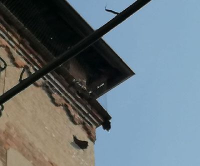 «Salviamo i piccioni imprigionati nelle reti della Torre Ampalla»