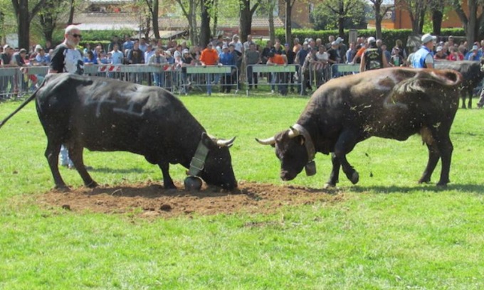 Favria: Tutto pronto per la 45° Fiera Agricola di S. Isidoro