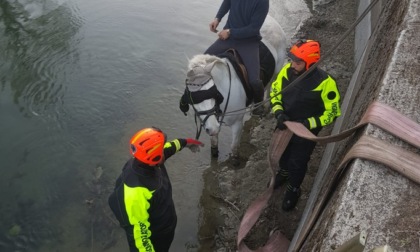 Cavallo cade in un canale a Villareggia, salvato dai Vigili del fuoco