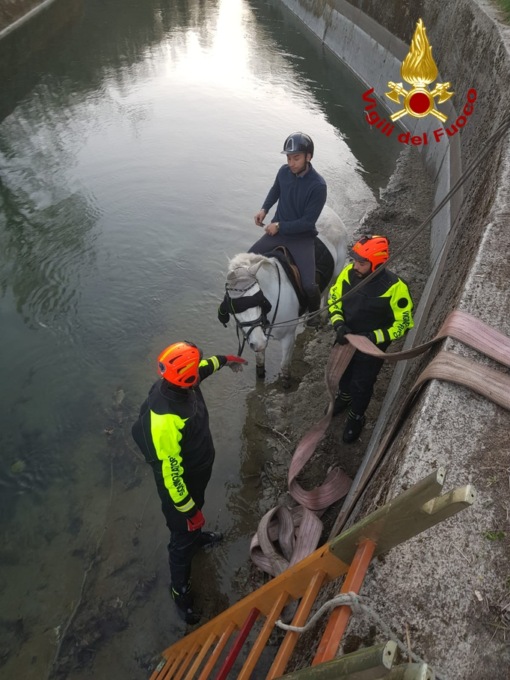 Cavallo cade in un canale a Villareggia, salvato dai Vigili del fuoco
