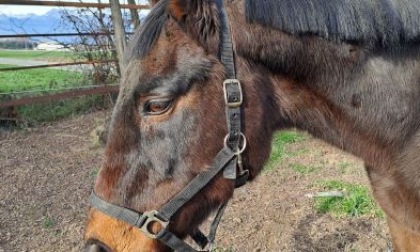 Finalmente una casa per il cavallo “Remi”, abbandonato a San Carlo