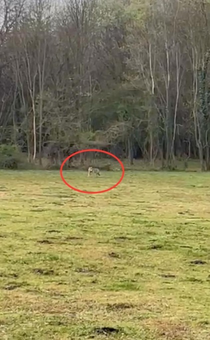 Lupo avvistato ad Agliè, aggrediti alcuni capi di bestiame