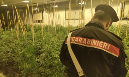 Romano C.se: Carabinieri sequestrano capannone adibito a coltivazione e deposito di marijuana