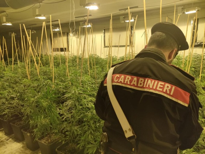 Romano C.se: Carabinieri sequestrano capannone adibito a coltivazione e deposito di marijuana