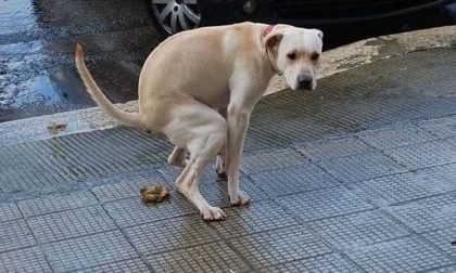 Caselle dichiara guerra ai sudicioni
