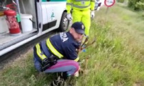 Polizia Stradale salva un capriolo sull'autostrada A5