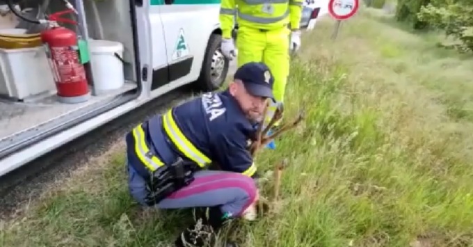 Polizia Stradale salva un capriolo sull’autostrada A5