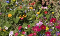 Questa settimana con Il Canavese e il Giornale di Ivrea dei bellissimi fiori per api