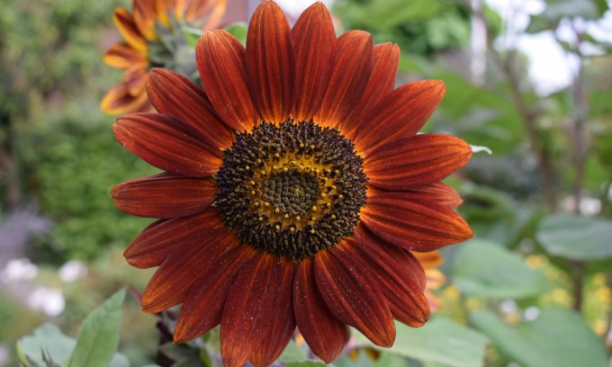 Girasole evening sun, questa settimana in regalo con Il Canavese e il Giornale di Ivrea