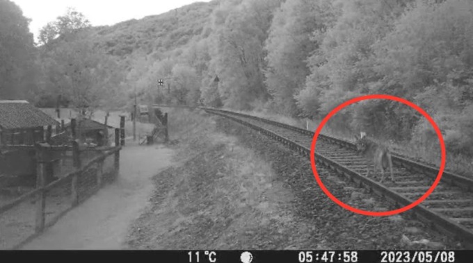 Allarme lupi: caprette sbranate, un esemplare ripreso mentre passeggia sui binari | VIDEO