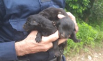 Getta cuccioli di cane appena nati in un buco