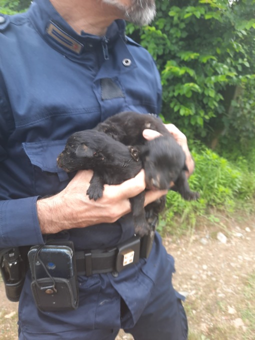 Getta cuccioli di cane appena nati in un buco