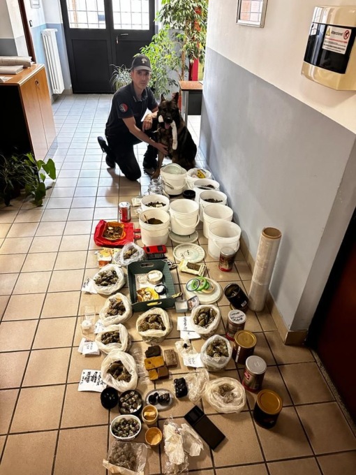 Cani antidroga annusano francobolli da sballo