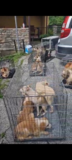 Nuovo sequestro di cani da un’abitazione