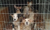 27 cani nel degrado a Pont, parte la petizione per salvare gli animali non sequestrati