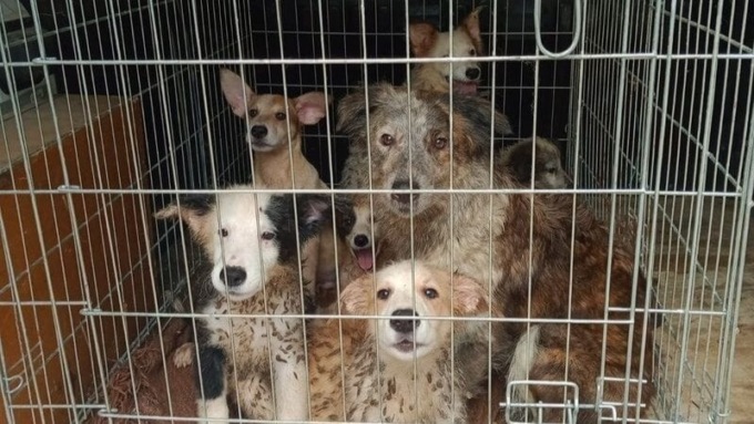 27 cani nel degrado a Pont, parte la petizione per salvare gli animali non sequestrati