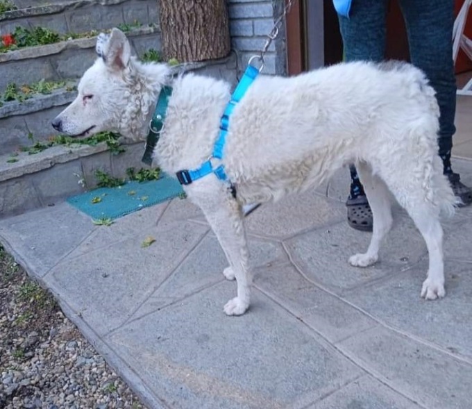 Ancora nessuna notizia di Zara, la cagnolina rapita nella sua abitazione
